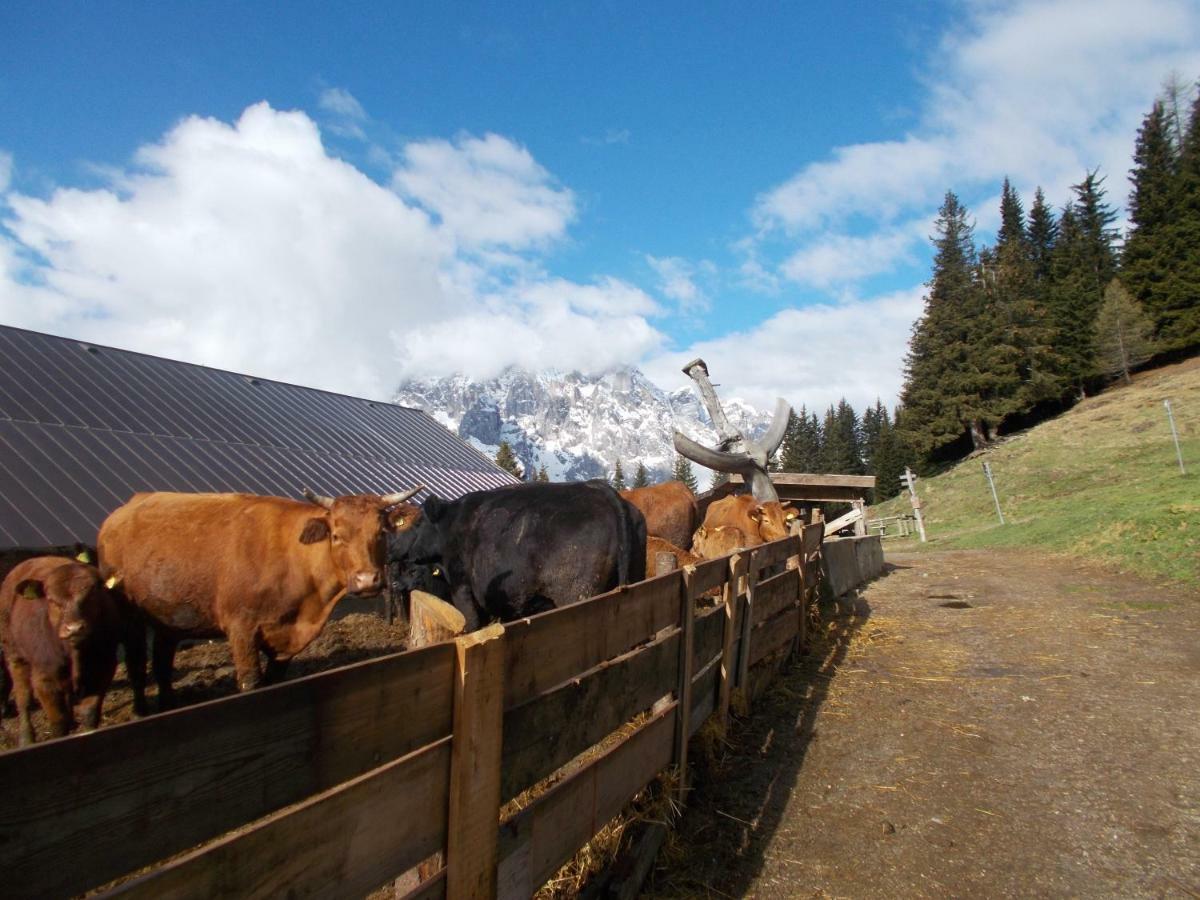 Balcone Sulle Dolomiti Lejlighed Comèlico Superiore Eksteriør billede